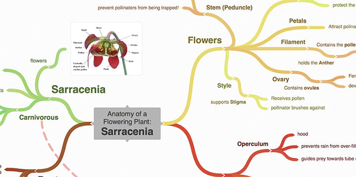 example mindmap coggle