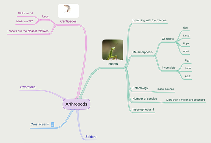 ioctopus mind map insects